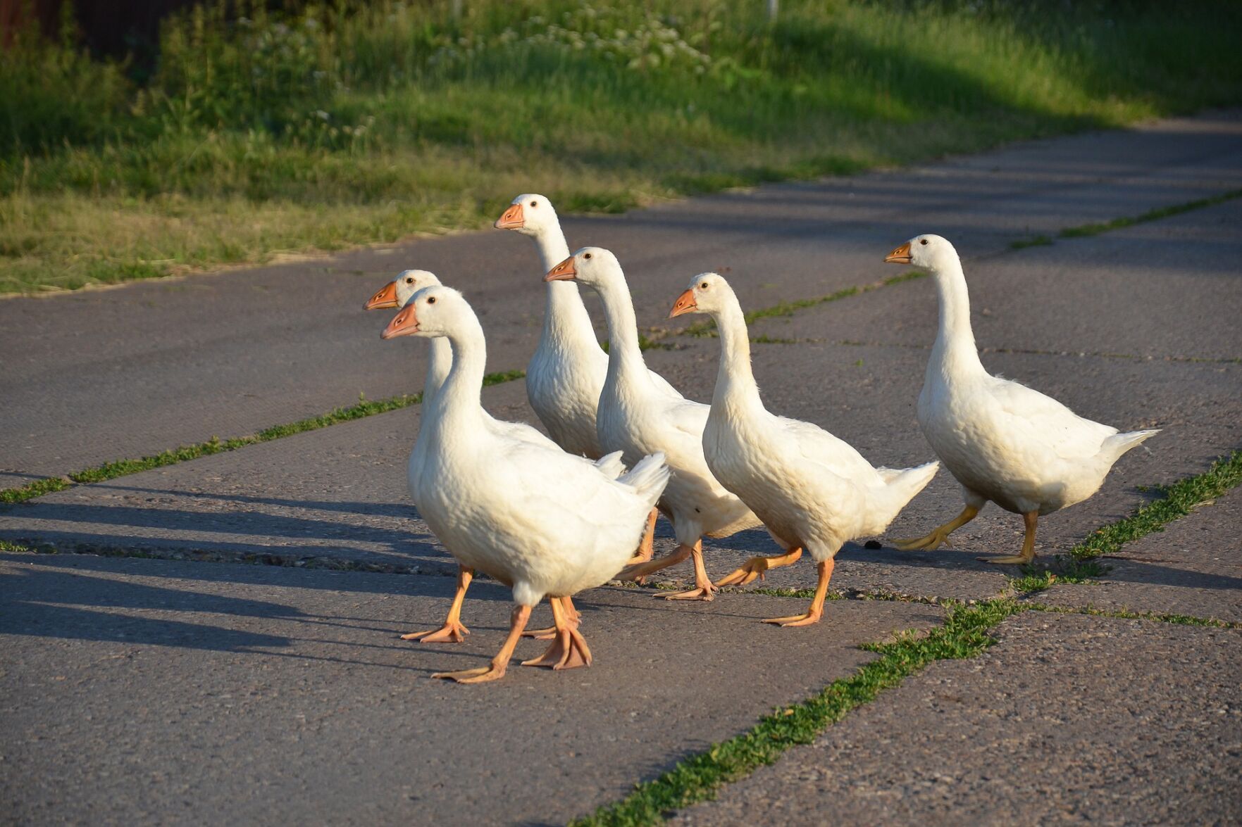 Six geese-a-laying: $570.00 (35.7%)
